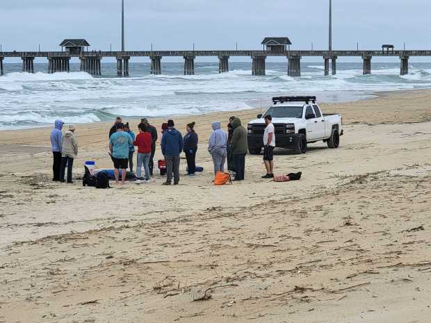 A dwarf sperm whale washed up on the beach near Jennette's Pier in Nags Head on Friday, March 8, 2024. (Courtesy of Jennette's Pier)