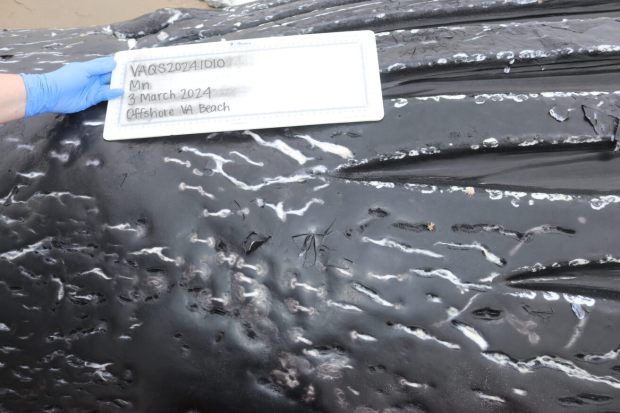 The Virginia Aquarium's stranding response team found evidence of scarring on a juvenile whale that washed up in Virginia Beach on March 3, 2024. Scarring indicates entanglement wounds. (Photo Courtesy of the Virginia Aquarium)