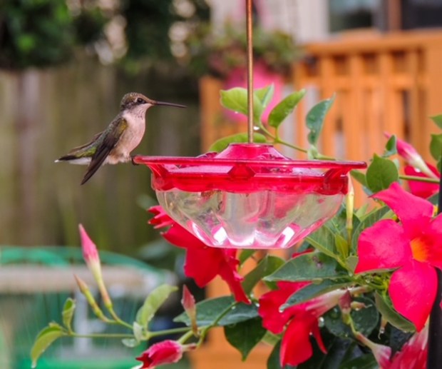 A female hummingbird visits a feeder in the Saratoga section of Norfolk. Courtesy of Jane Hughey