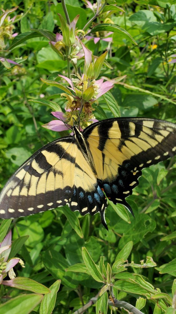 A female tiger swallowtail sips nectar from horsemint in a field in the Blackwater section of Virginia Beach. Courtesy of Evan Rhodes