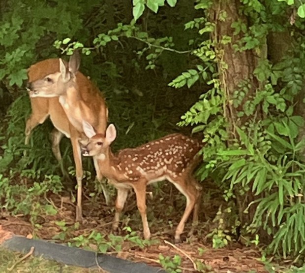 A mother deer and her fawn stand on alert at the edge of a wooded area in the Morgans Walke neighborhood in Virginia Beach. Courtesy of Jean Broughton