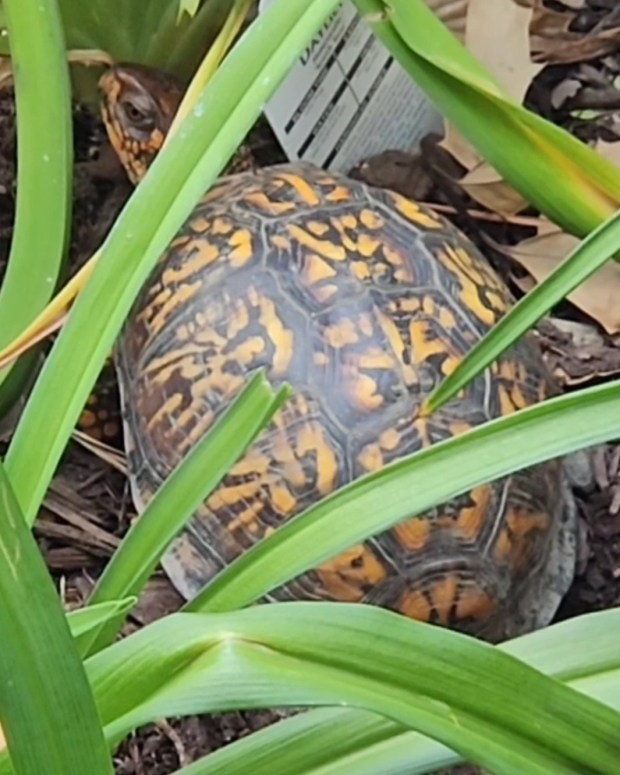 A box turtle visits a backyard for nesting in the Kempsville area of Virginia Beach. Courtesy of Allen Lawver