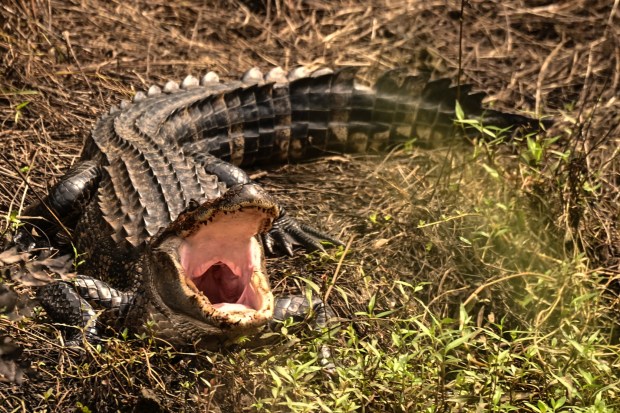 An alligator enjoys the sunshine at the Alligator River National Wildlife in North Carolina. Courtesy of Dan Short