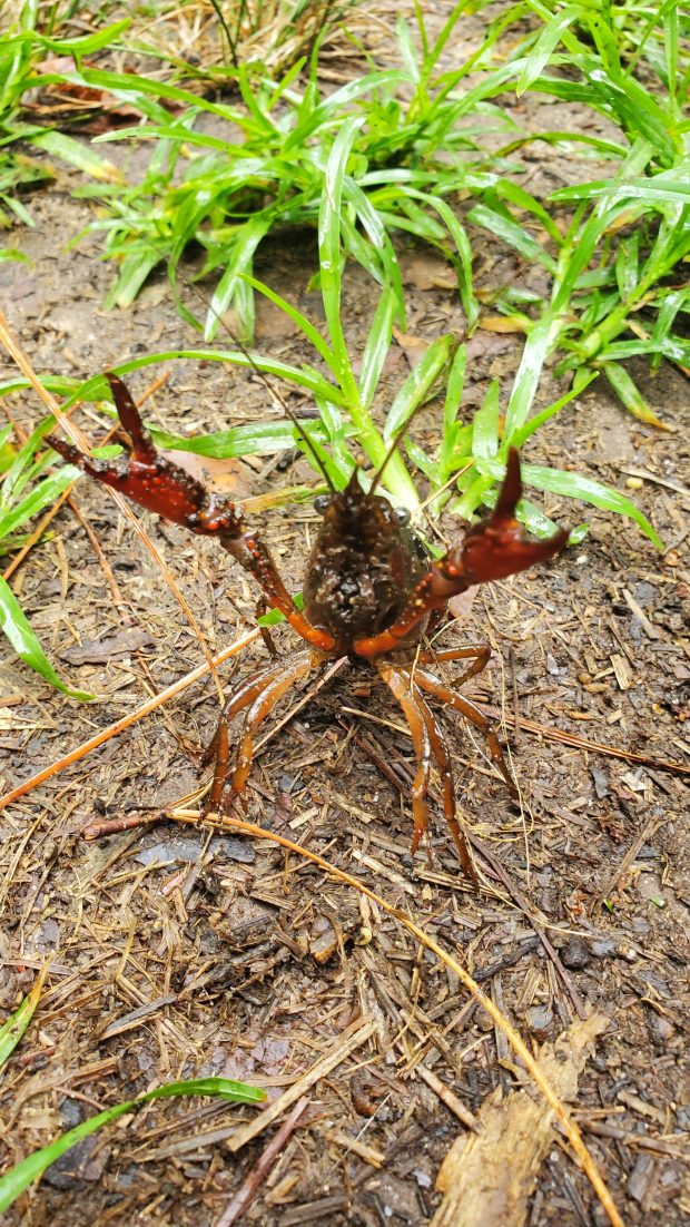 A red swamp crayfish stands on guard near the swamp in the Blackwater section of Virginia Beach. Courtesy of Evan Rhodes