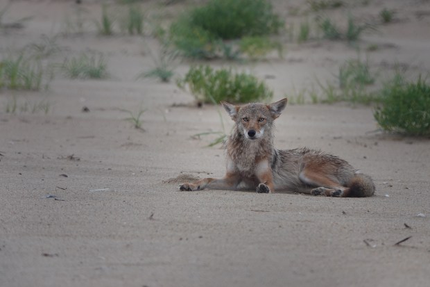 A coyote finds a sunny spot in the Fort Story dunes in Virginia Beach to take a nap. Courtesy of June McDaniels