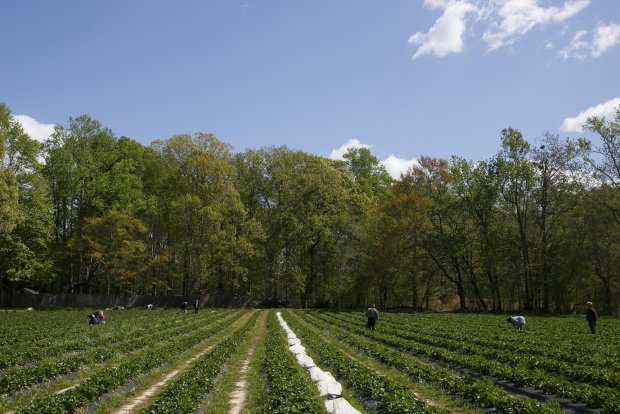 Visitors picking strawberries at Flip Flop Farmer in the Pungo area of Virginia Beach, Va., on Friday, April 10, 2020. The farm has marked off certain rows allowing for visitors to safely distance themselves and still pick fresh strawberries. (Kristen Zeis / The Virginian-Pilot)