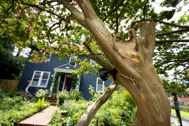 The Fairy Tree in Norfolk, Virginia, on July 26, 2024. Workers recently trimmed back branches of the tree. (Billy Schuerman / The Virginian-Pilot)