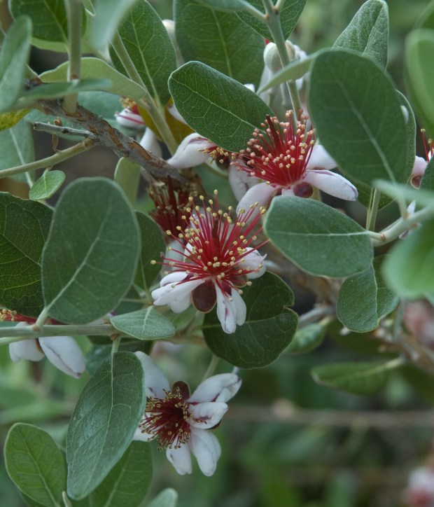 Pineapple guava (Acca sellowiana) can be grown as an attractive screening plant, and an unusual alternative to some of the more common hedges.(Perry Mathewes)