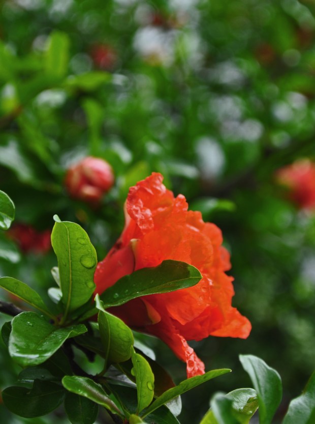 Gardeners who like bold color should grow pomegranates (Punica granatum). (Courtesy of Les Parks)