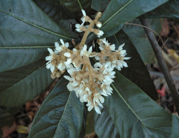 Loquats (Eriobotrya japonica) are grown primarily for its evergreen, tropical-looking foliage, and for its clusters of ivory colored flowers that typically bloom between Thanksgiving and Christmas. (Perry Mathewes)