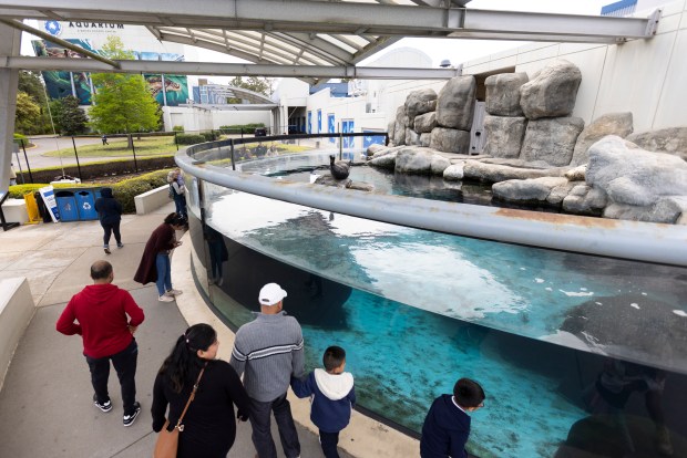 Guests admire the Harbor Seal Exhibit in front of the Virginia Aquarium in Virginia Beach, Virginia, on April 22, 2024. (Billy Schuerman / The Virginian-Pilot)