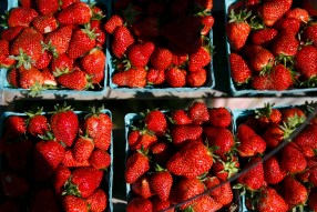 Virginia Beach is the largest producer of strawberries in the commonwealth. But a disease that has contaminated strawberries elsewhere in the county and Canada could drastically reduce the local harvest next year if it makes its way to Hampton Roads farms. 